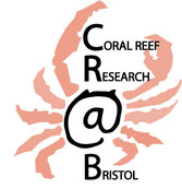 Coral Reef Research at Bristol link